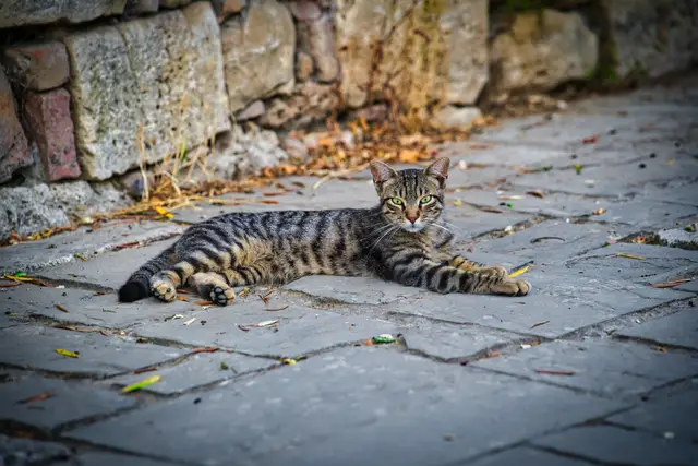 Cat Italia, photograph by Micheal Lander