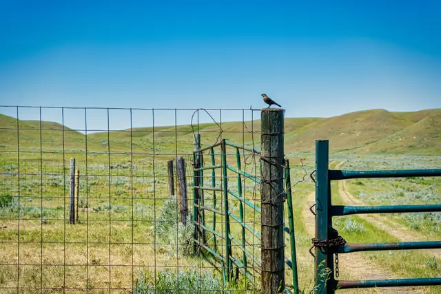 Not a Bird on a Wire, photograph by Micheal Lander