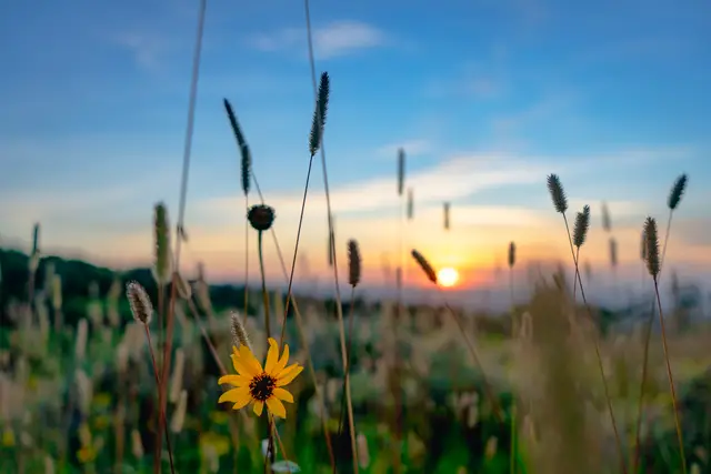 Sunflower, photograph by Micheal Lander