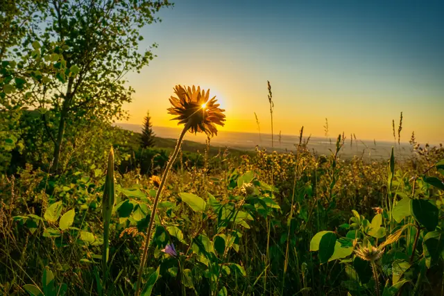 Sunflower pt. 2, photograph by Micheal Lander