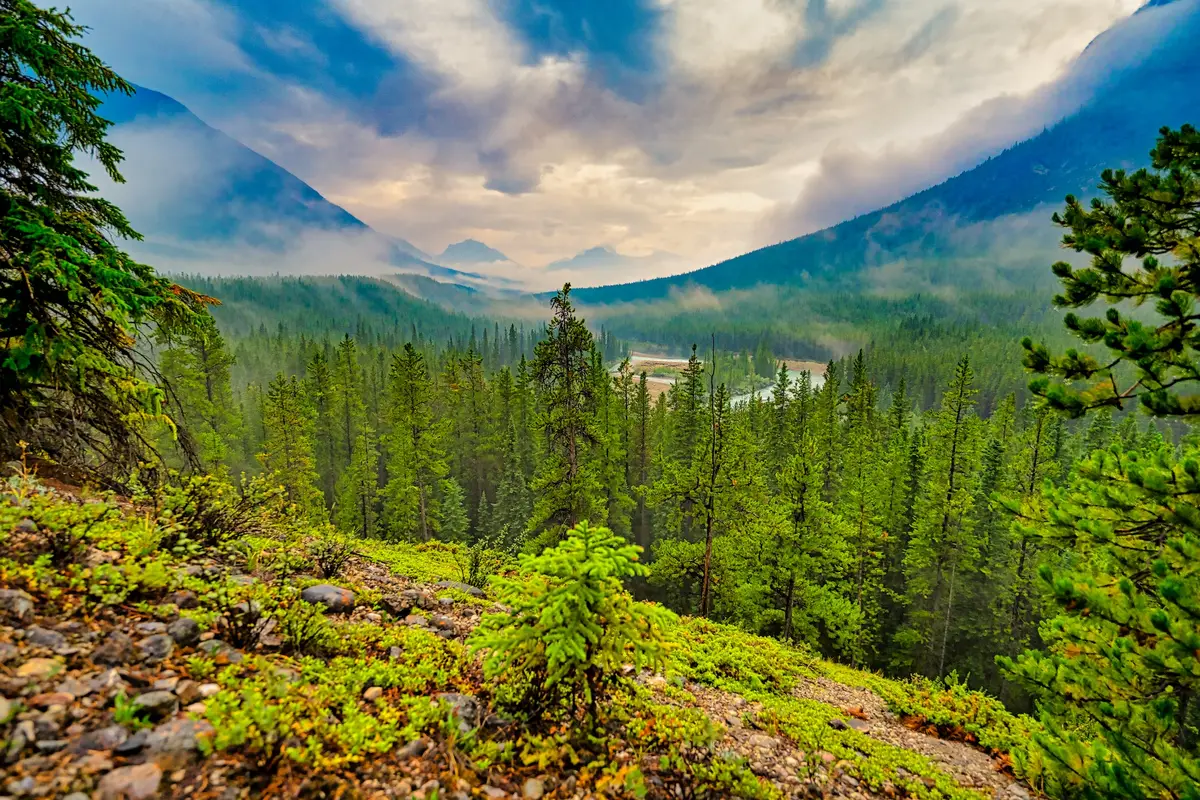 The Misty Morning, Alberta, Rocky Mountains, photograph by Micheal Lander